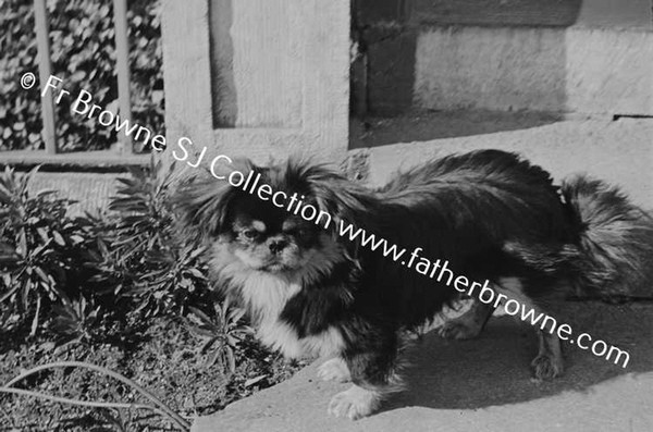 MRS BODKIN MAHON HER PEKE AT NILE LODGE